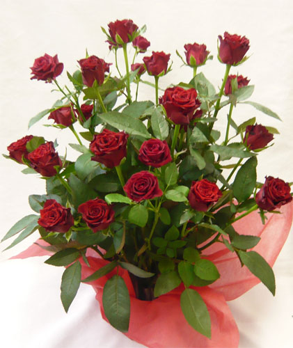 ����ԁ@���ԃA�����W/���b�h���[�Y�A�����W�����g�k